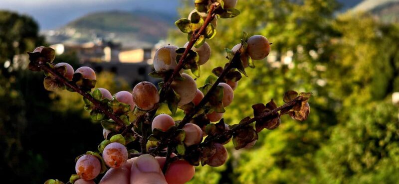 From Saranda: Delvina Day Trip with Wine Tasting - An Honest Breakdown of the Delvina Day Trip