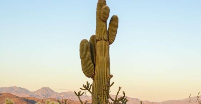 From Scottsdale: Sonoran Desert & Tonto National Forest Trip - Final Thoughts