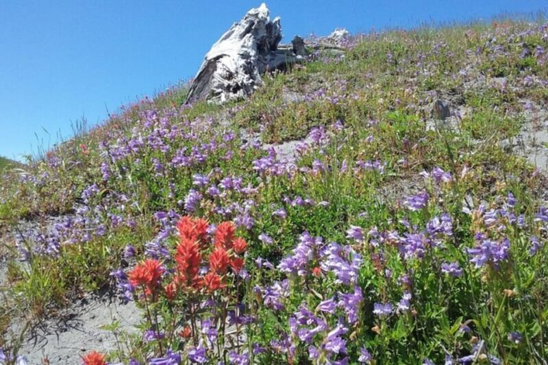 From Seattle: Mount Saint Helens Monument Private Day Trip - Final Thoughts