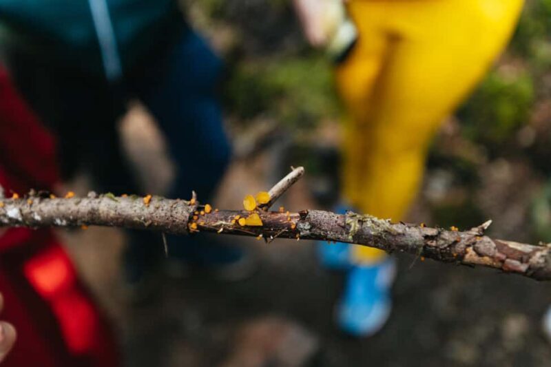 From Seattle: Visit Snoqualmie Falls and Hike to Twin Falls - Who Should Consider This Tour?