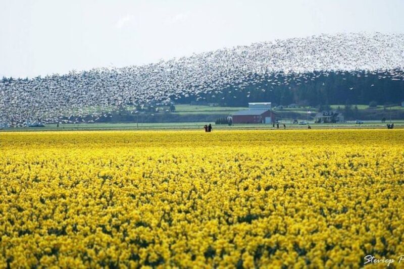 From Seattle:Tulip Festival at Skagit Valley and La Conner - Who Will Love This Tour?