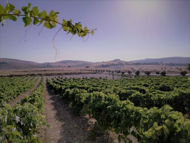 From Seville: Cadiz and Jerez de la Frontera Day Trip - Additional Resources