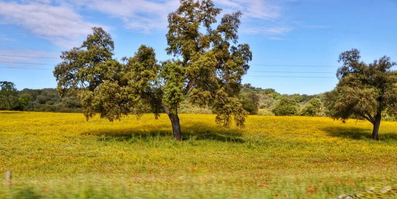 From Seville: Cerro del Hierro Private Hike with Picnic - The Practical Side: Details and Insights