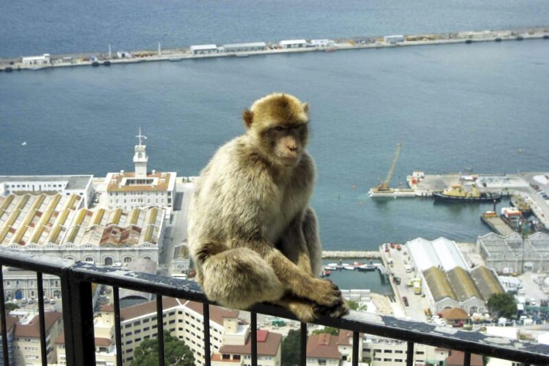 From Seville: Day Trip to Gibraltar - Who Should Consider This Tour?
