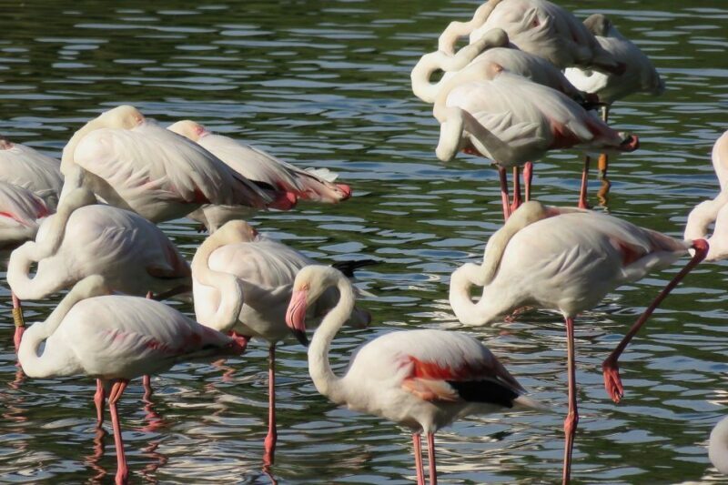 From Seville: Doñana National Park Day Trip - An In-Depth Look at the Tour Experience