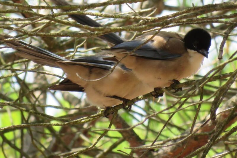 From Seville: Doñana National Park Day Trip - Who Should Consider This Tour?