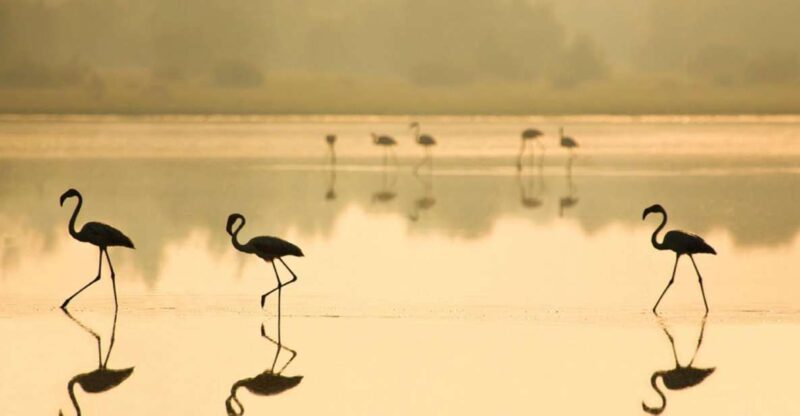 From Seville: Doñana National Park Full-Day Private Tour - FAQ