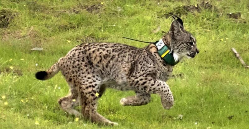 From Seville: Doñana Natural Park, El Rocio and Matalascañas - Who Is This Tour Best For?