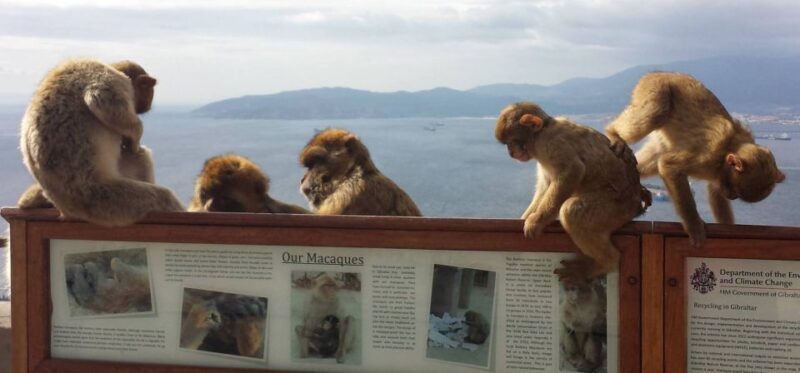 From Seville: Full-Day Private Tour of Gibraltar - FAQs