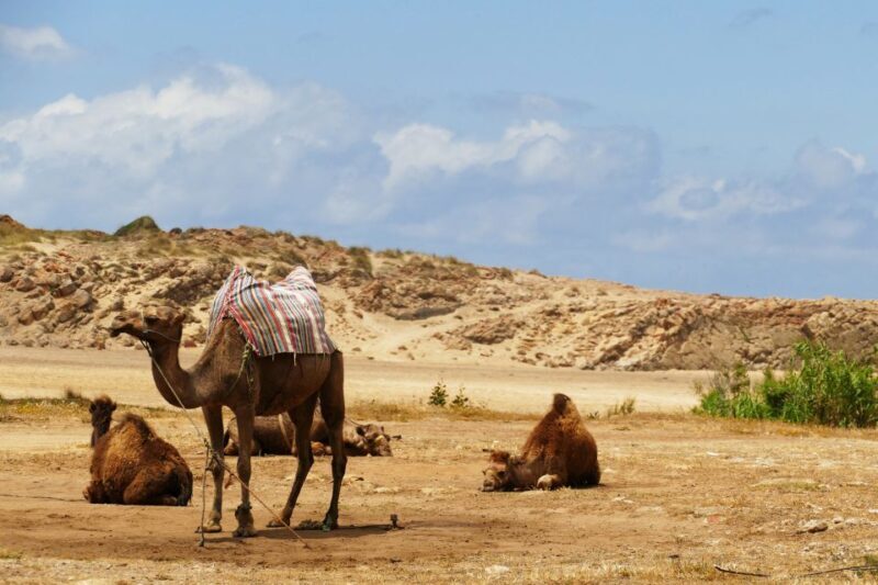 From Seville: Full-Day Tour to Tangier - FAQs