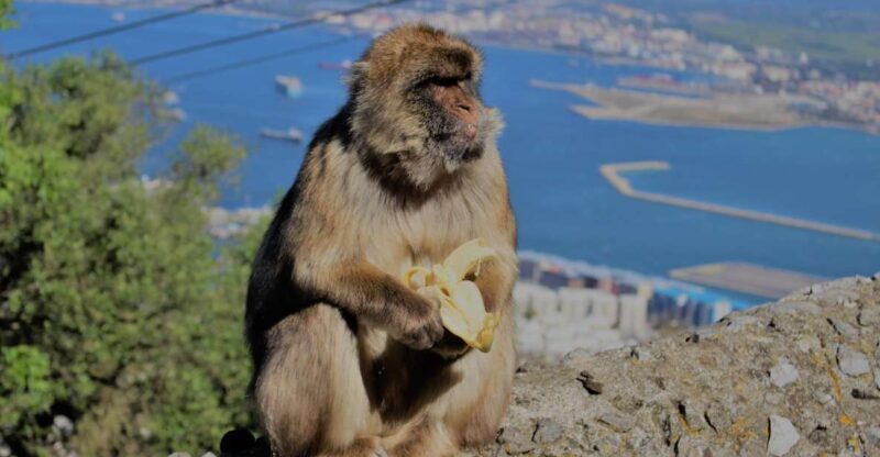 From Seville: Full-Day Trip to Gibraltar - Key Points