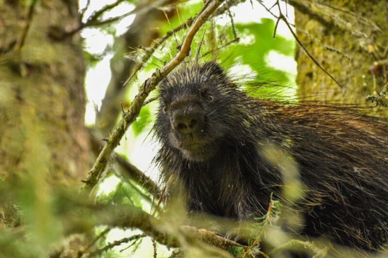 From Seward: 6-hour Wilderness Hiking Tour - FAQ