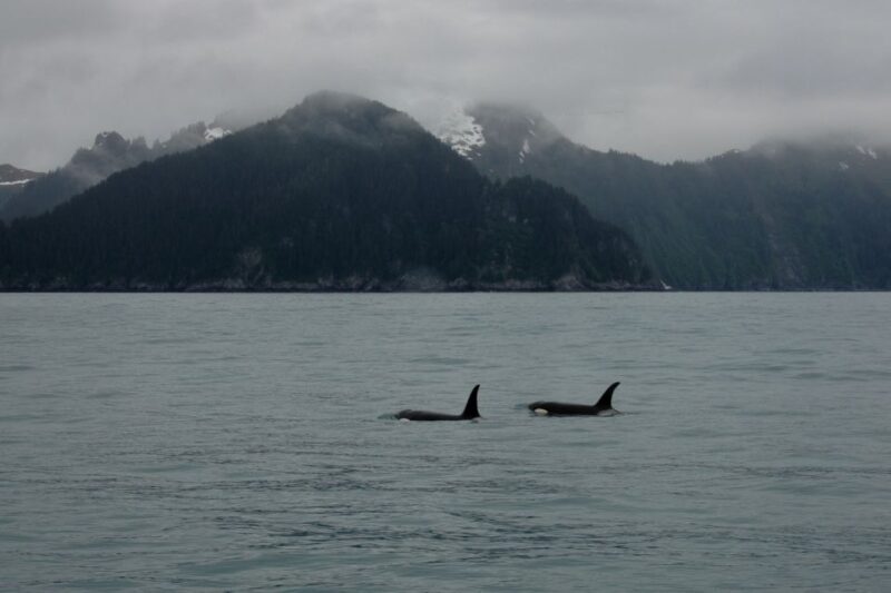 From Seward: Half-Day Resurrection Bay Wildlife Cruise Tour - Frequently Asked Questions