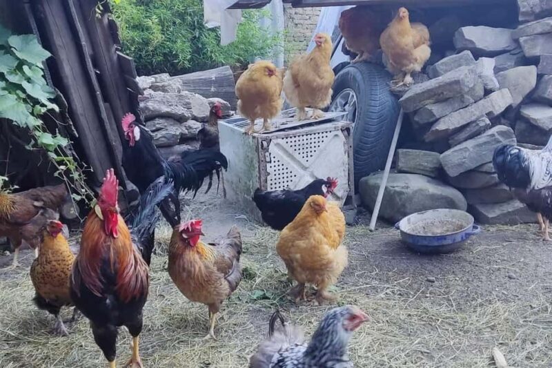 From Sibiu: Rural Gastronomy & Village Crafts around Biertan - What the Reviews Say