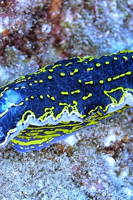 From Side: Guided Scuba Diving in Alanya w/ Lunch & Transfer - A Deep Dive Into the Tour Experience