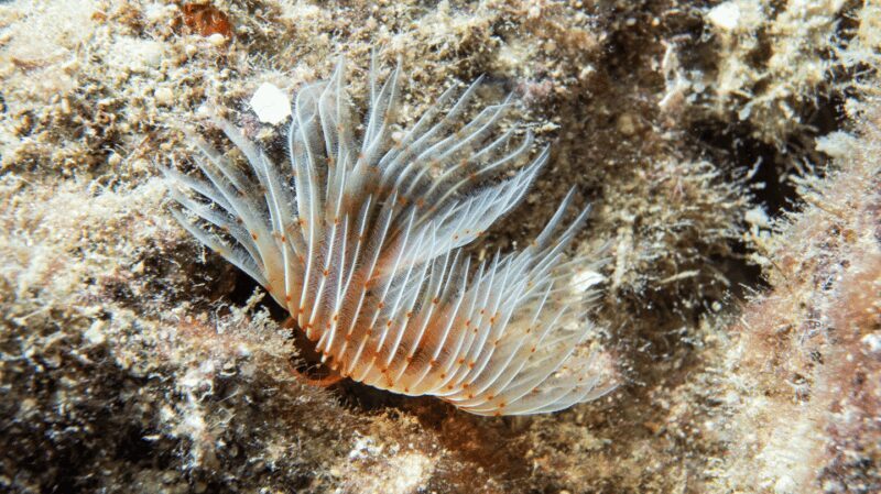 From Side: Guided Scuba Diving in Alanya w/ Lunch & Transfer - Final Thoughts