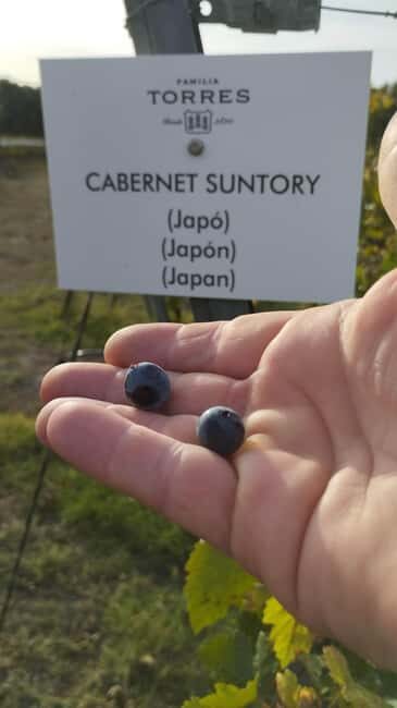 From Sitges: Wine Tasting at 2 Wineries with Hotel Pickup - Final Thoughts