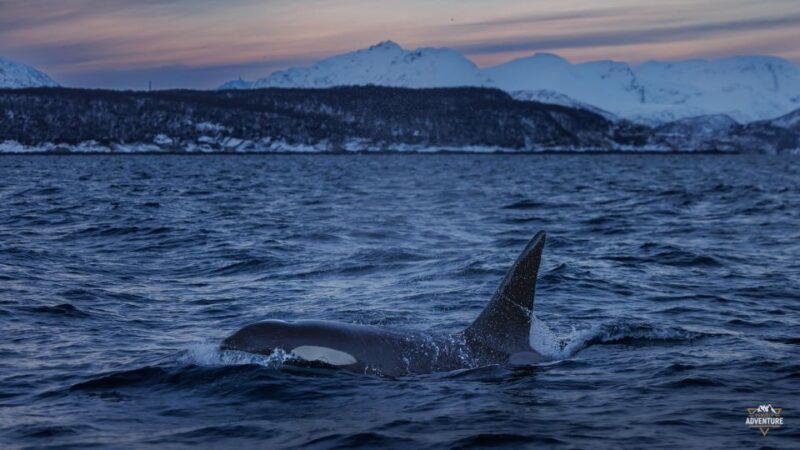 From Skjervøy: Whale Watching in a Heated Cabin Cruiser - Price and Value