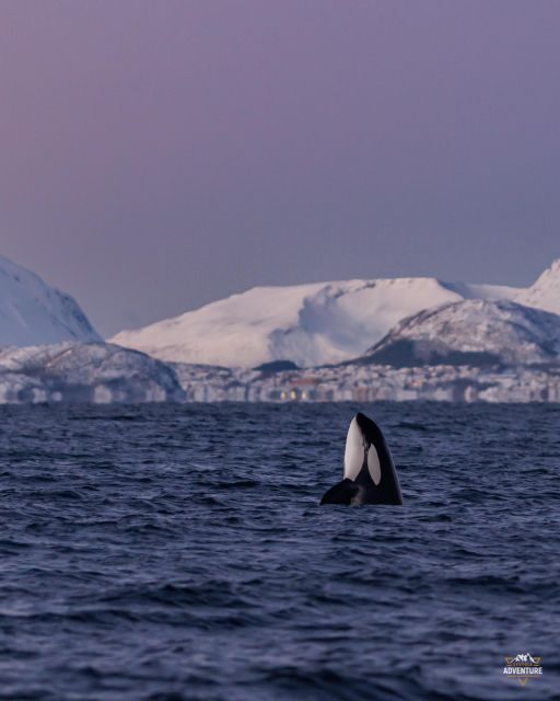 From Skjervøy: Whale Watching in a Heated Cabin Cruiser - Who Should Consider This Tour?