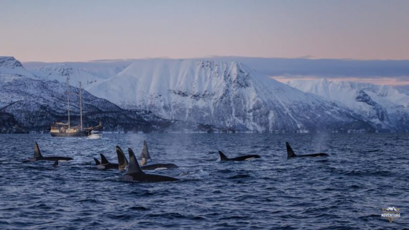 From Skjervøy: Whale Watching in a Heated Cabin Cruiser - FAQ