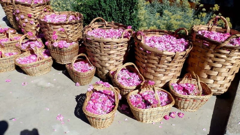 From Sofia: The Rose Valley & Buzludzha Monument 12 hrs Tour - Authentic Experiences and Real Traveler Feedback