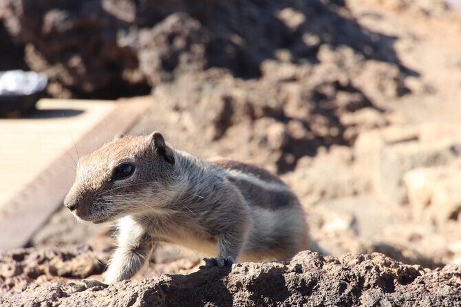 From South Fuerteventura 4x4 Tour Corralejo Dunes and El Cotillo - What the Reviews Say