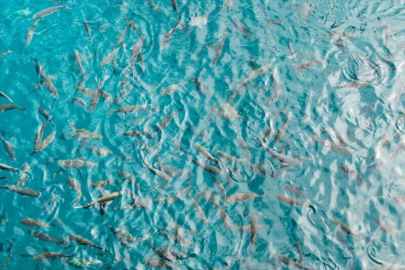 From South Tenerife: La Gomera Island Day Trip with Lunch - Lunch at the Top of the Island