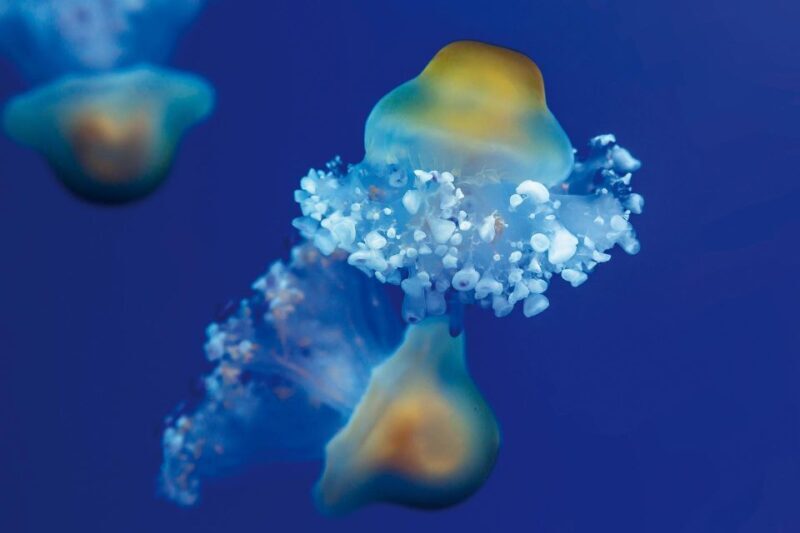 From South Tenerife: Loro Park Zoo Ticket & Hotel Transfers - What to Expect on Your Day at Loro Parque