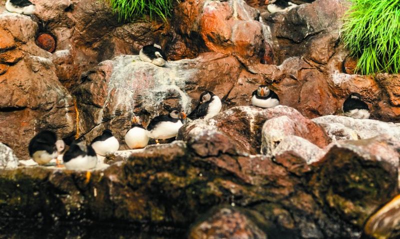 From South Tenerife: Loro Park Zoo Ticket & Hotel Transfers - Planet Penguin: the Antarctic theme plus real penguins