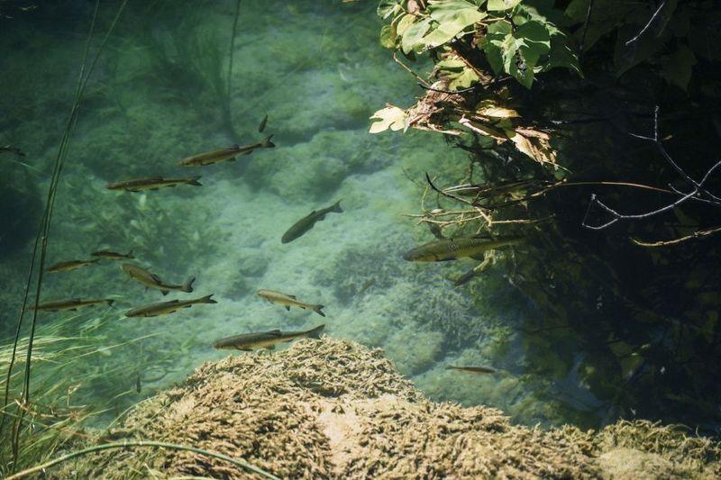 From Split: Krka Waterfalls, Food & Wine Tasting Tour - Swimming in Skradin: the practical water moment