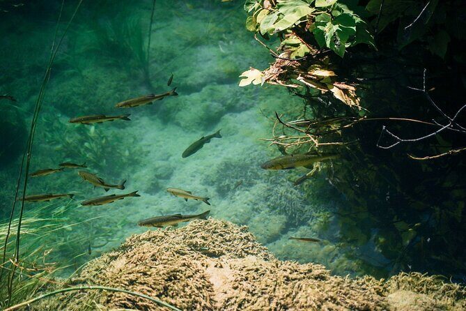 From Split: Krka Waterfalls, Food & Wine Tasting Tour - The Winery Experience