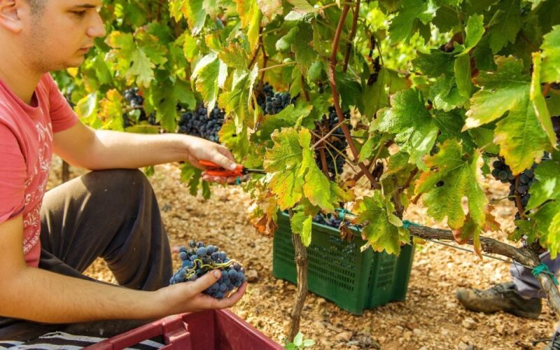 From Split or Trogir: Krka National Park & Wine Tasting Tour - Who Is This Tour Best For?