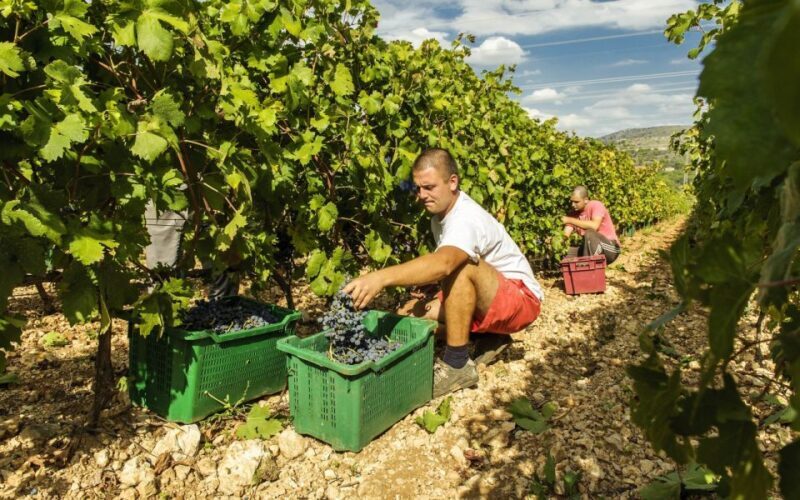 From Split or Trogir: Krka National Park & Wine Tasting Tour - Final Thoughts