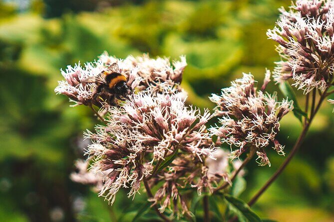 From Split: Self-Guided Plitvice Lakes Day Tour with Boat Ride - Transportation and Timing