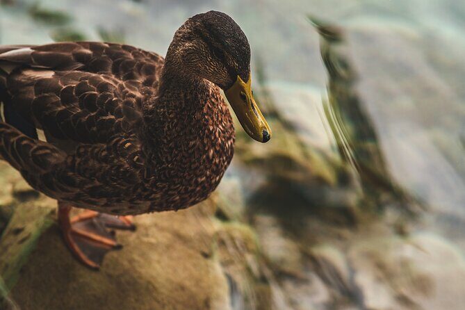 From Split: Self-Guided Plitvice Lakes Day Tour with Boat Ride - Final Thoughts on Value and Suitability