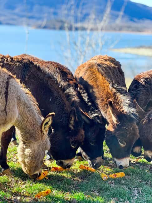 From Split: Sinj's Alka, Eye of the Earth, & Rural Day Trip - Discovering Sinjska Alka and Its History