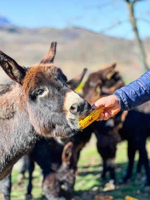 From Split: Sinj's Alka, Eye of the Earth, & Rural Day Trip - Value for Money