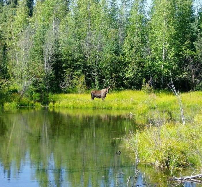 From Stockholm: Moose & Wildlife Safari with Campfire Dinner - What You Can Expect from the Safari