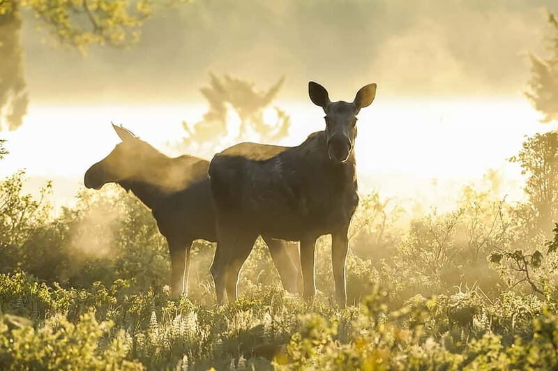 From Stockholm: Moose & Wildlife Safari with Campfire Dinner - Who Should Consider This Tour?