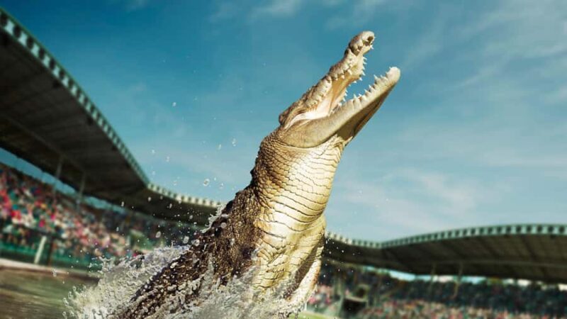 From Sunshine Coast: Australia Zoo Entry Ticket and Transfer - Key Points