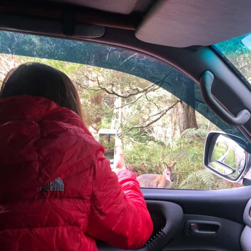 From Sydney: 2-Day Blue Mountains Camping 4WD & River Cruise - The Price and Value