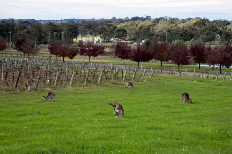 From Sydney: Award-Winning Hunter Valley Wine & Cheese Tour - Why the Reviews Love It