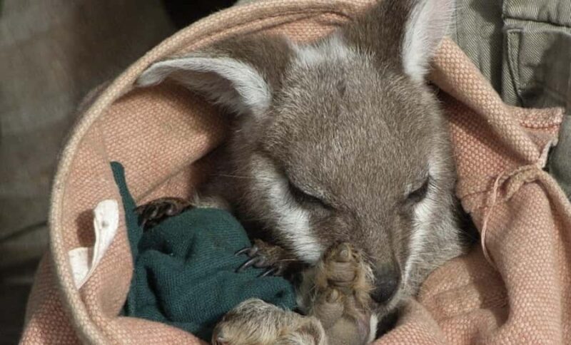 From Sydney: Blue Mountains Bushwalks & Featherdale Tour - Practical Considerations