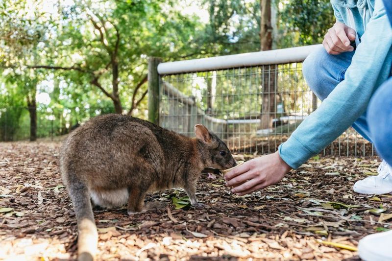 From Sydney: Blue Mountains Full-Day Trip - Price and value: what $148 is buying you