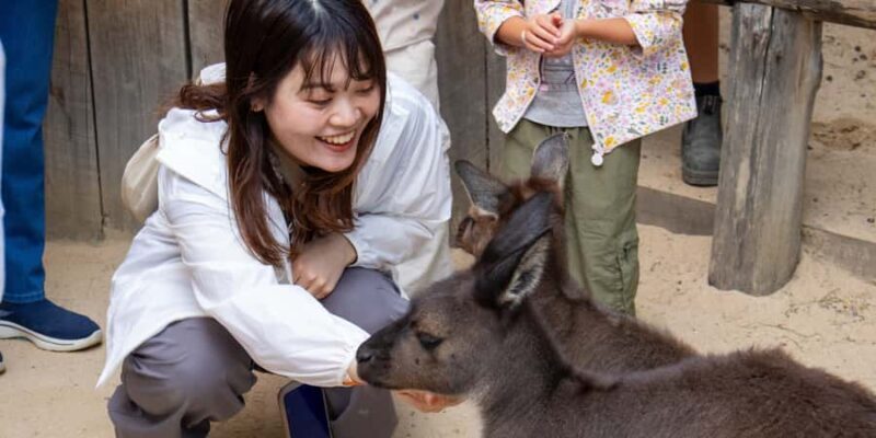 From Sydney: Blue Mountains, Scenic Railway, & Sydney Zoo - Who Will Love This Tour?