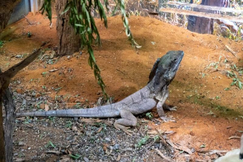 From Sydney: Blue Mountains, Scenic Railway, & Sydney Zoo - Final Thoughts