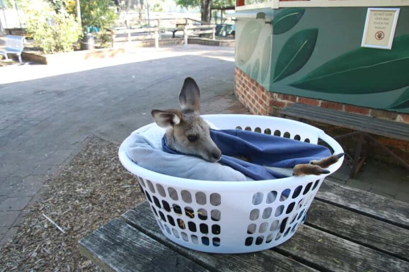 From Sydney: Blue Mountains Small-Group Tour Picnic & Hike - Who is this tour best suited for?