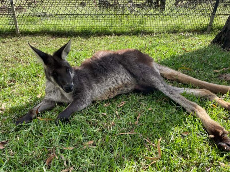 From Sydney: Blue Mountains Small-Group Tour Picnic & Hike - Final thoughts