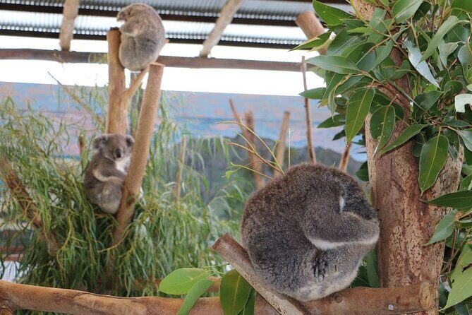 From Sydney: Blue Mountains with Zoo, Koala Photo & Scenic World - Final Verdict