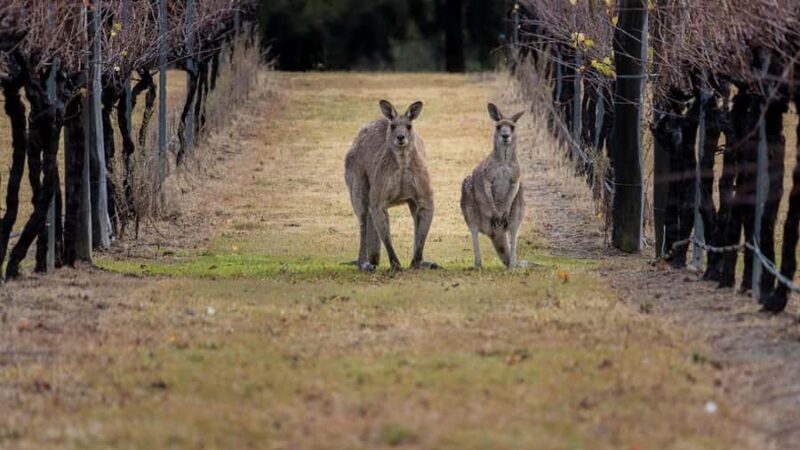 From Sydney: Hunter Valley Wine Tasting & Winery Picnic Tour - A Practical Breakdown of the Experience